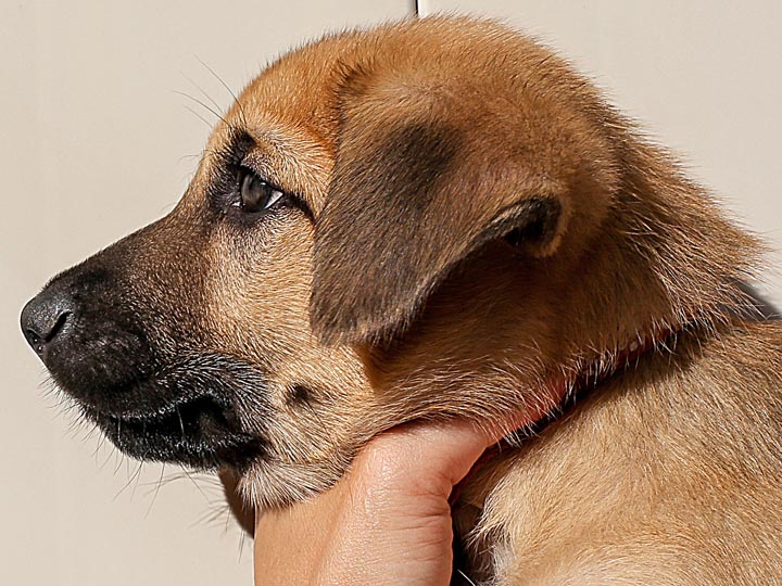 chinook puppy